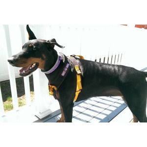 Ruff Rider Roadie Canine Vehicle Safety